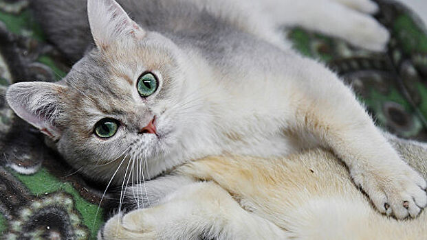 Ученый рассказала о попытках снизить аллергенные свойства у кошек
