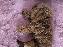 Надежда Сысоева рассказала о болезни любимого пса