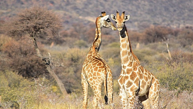 "Мой братишка": пьяный посетитель оседлал жирафа в зоопарке