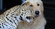 Леопард Салати встретила своего лохматого друга в Претории