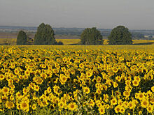 Будущие аграрии смогут учиться в вузах по целевой квоте