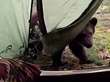 Медведи окружили палатку переночевавшего на Красной поляне туриста