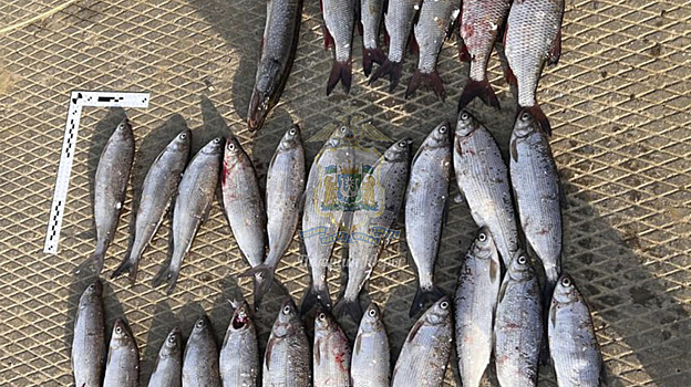 В Югре браконьер «нарыбачил» на уголовный срок