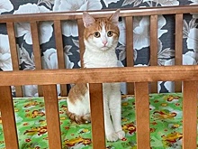 Кот Твикс вышел из переноски за несколько секунд до возвращения хозяина