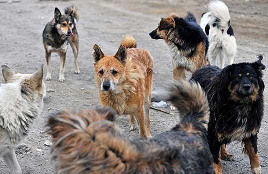 Азовская судоверфь провела разъяснительную работу с бродячими собаками