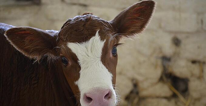 По Хабаровску бегает беспризорный бычок