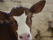 По Хабаровску бегает беспризорный бычок