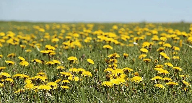 В Ховрине отметили День одуванчика