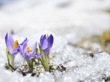 Климатолог предсказывает ранний приход весны в Москву