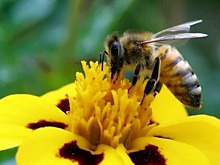 Массовая гибель пчел затронула 30 регионов России