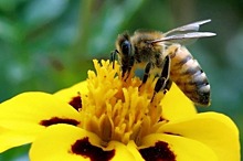 Массовая гибель пчел затронула 30 регионов России