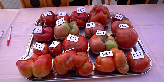 Томатный ужас: в Испании прошел конкурс уродливых помидоров