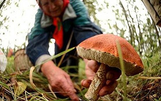 Как курские пенсионерки заблудились, собирая грибы