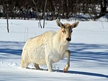 В Нижегородской области водитель насмерть сбил лосиху