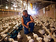 Роспотребнадзор арестовал всю зараженную продукцию из Франции