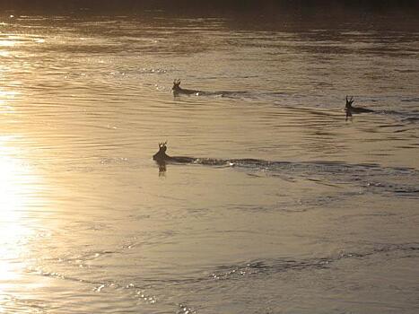Косули предсказали: в Приамурье не будет зимой сильных снегопадов