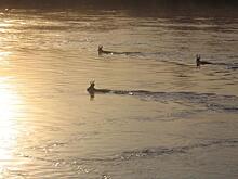 Косули предсказали: в Приамурье не будет зимой сильных снегопадов
