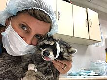 Новосибирские врачи вернули зрение милому еноту Лизе