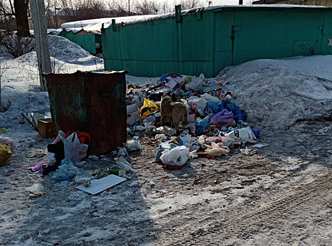 Собаки облюбовали неубираемые кучи мусора в кузбасском городе