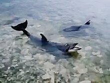 В Севастополе четырех ручных дельфинов выбросили в море