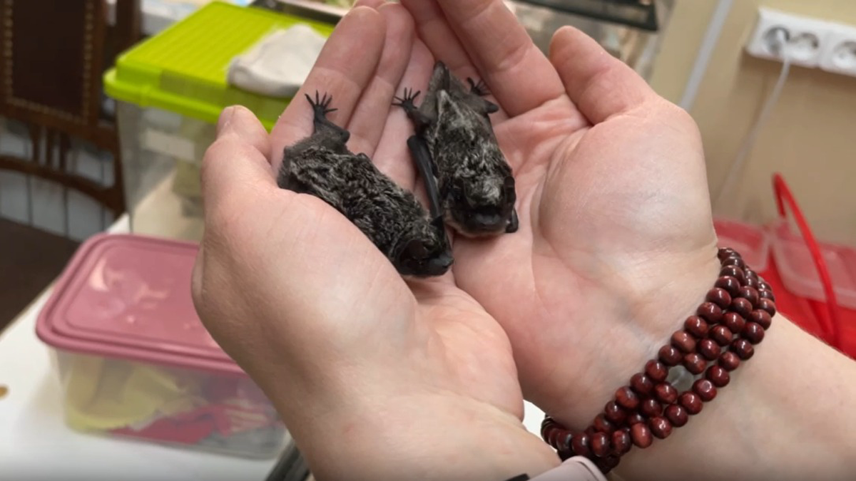 Центр реабилитации рукокрылых показал вышедших из спячки летучих мышей