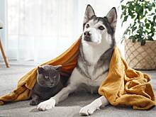 Как защитить домашнего питомца от сердечного приступа