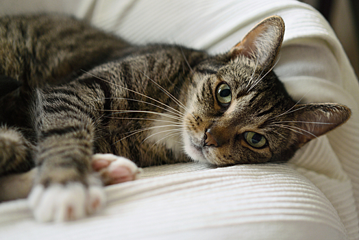 Атопический дерматит у кошек — лечение и симптомы