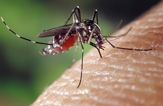 Комары начнут атаковать нижегородцев в середине июня