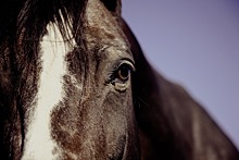 Большеречье охватила анемия лошадей