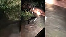 Крокодила в Австралии с трудом прогнали с дороги