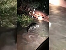 Крокодила в Австралии с трудом прогнали с дороги