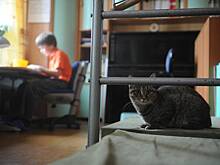 В российском городе учителям разрешили не проверять семьи школьников