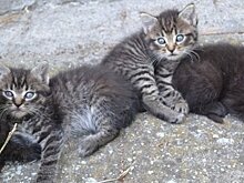 Ижевчанку беспокоит судьба кошек, пропавших из подвала ГКБ №6