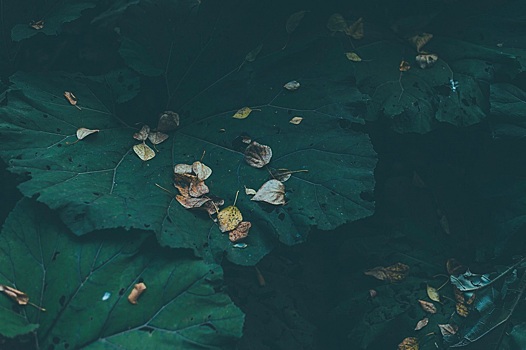 Как избавиться от лопухов на участке