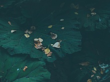 Как избавиться от лопухов на участке