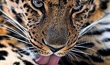 Леопардов в Северной Осетии начнут мониторить