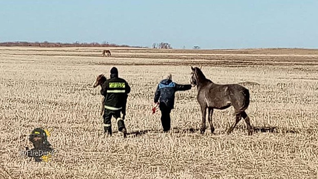 Амурские пожарные приняли роды у лошади прямо в поле