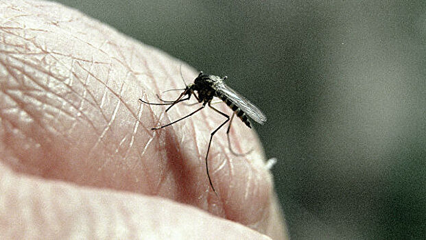 Укус комара довел британку до остановки сердца