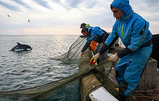Эксперт считает, что дельфины в Черноморском бассейне не способны восстановить популяцию