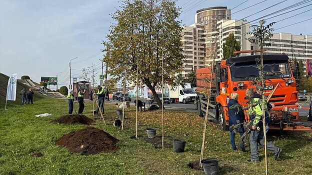 В Пензе высадили рябины вдоль улицы 8 Марта