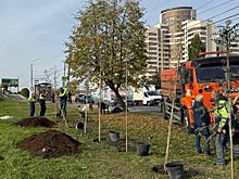 В Пензе высадили рябины вдоль улицы 8 Марта