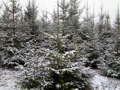 Елочные базары в Лосиноостровском откроются 20 декабря