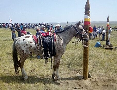 Через несколько лет поголовье лошадей в Туве может превысить рекорд 1940 года