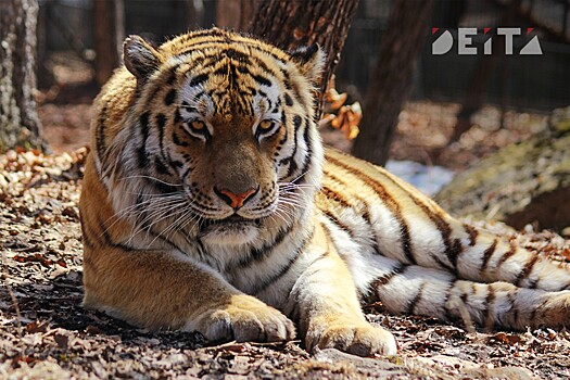В Приморье амурский тигр напал на человека