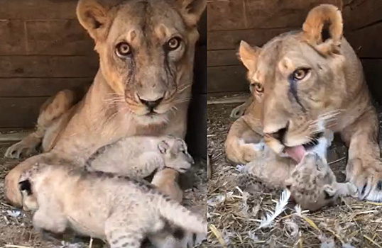 Директор уфимского зоопарка рассказал, как у них появилась львица Самара