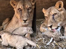Директор уфимского зоопарка рассказал, как у них появилась львица Самара