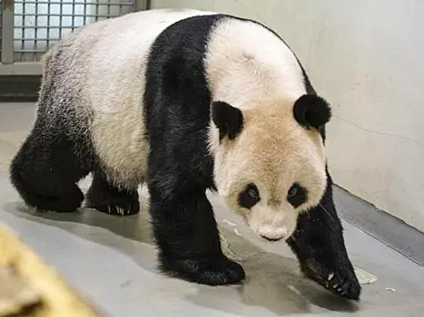 Китайские ветеринары помогут тайваньскому зоопарку лечить панду
