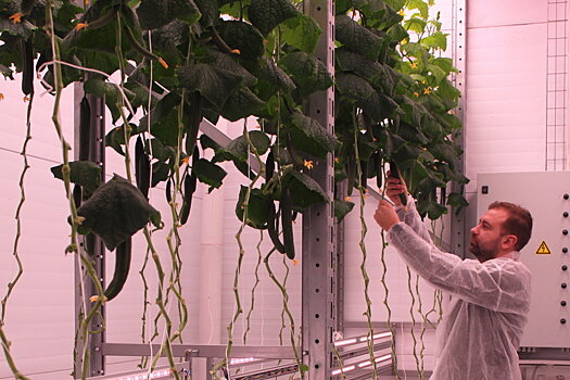 На Камчатке в необычной теплице поспел первый новогодний урожай