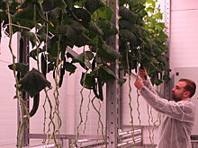 На Камчатке в необычной теплице поспел первый новогодний урожай