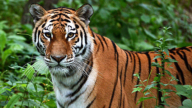 Пострадавшего от нападения тигрицы сотрудника WWF выписали из больницы